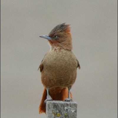 Brown Chacholote